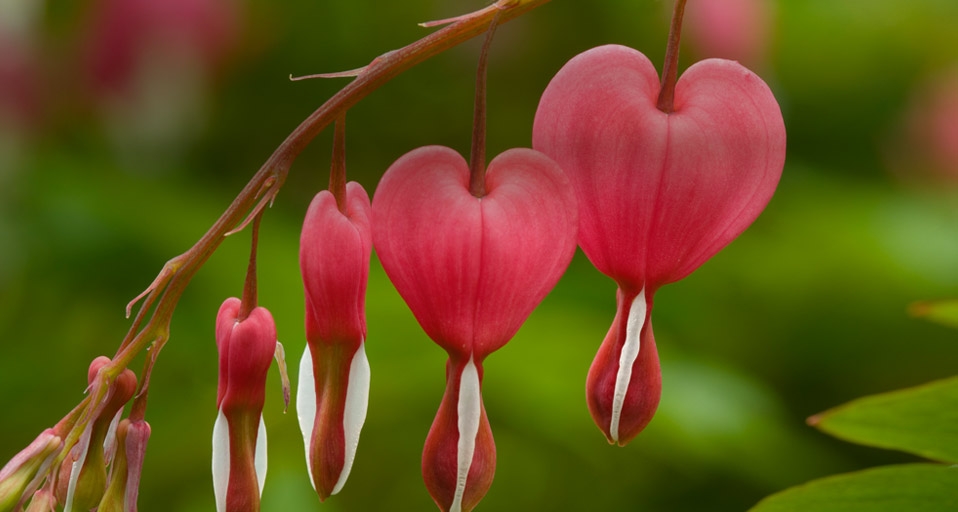 荷包牡丹(© Travel Ink/Gallo Images/Getty Images) ©) - 2012/02/13 荷包牡丹(© Travel Ink/Gallo Images/Getty Images) ©) - 2012/02/13