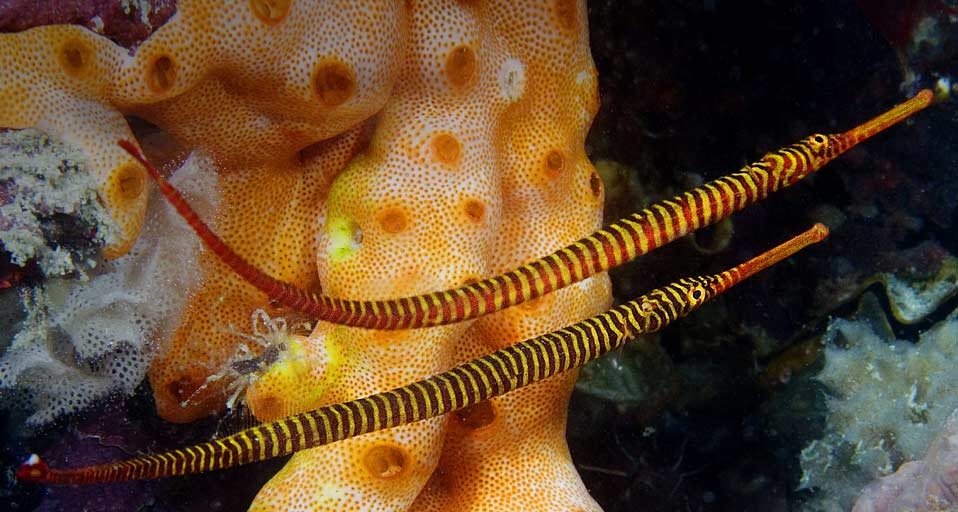 马来西亚马布岛的黄多带海龙 (? David B Fleetham/Oxford Scientific(OSF)/Photolibrary) ©) - 2012/02/26 马来西亚马布岛的黄多带海龙 (? David B Fleetham/Oxford Scientific(OSF)/Photolibrary) ©) - 2012/02/26