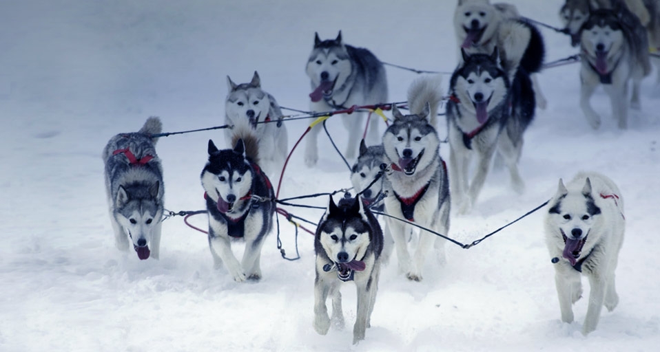 阿拉斯加州2005年艾迪塔罗德狗拉雪橇赛(© AlaskaStock/Photolibrary) ©) - 2012/03/02 阿拉斯加州2005年艾迪塔罗德狗拉雪橇赛(© AlaskaStock/Photolibrary) ©) - 2012/03/02