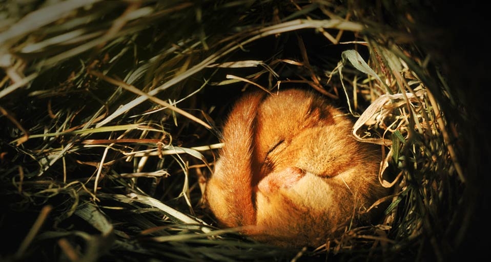 紧紧蜷缩在巢内冬眠的榛睡鼠(© Nature Picture Library/Britain On View/Getty Images) ©) - 2012/03/04 紧紧蜷缩在巢内冬眠的榛睡鼠(© Nature Picture Library/Britain On View/Getty Images) ©) - 2012/03/04
