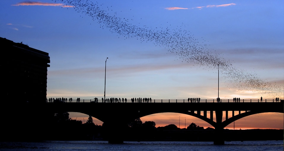 德克萨斯州奥斯汀上空的墨西哥无尾蝙蝠(© imagebroker.net/SuperStock) ©) - 2012/03/08 德克萨斯州奥斯汀上空的墨西哥无尾蝙蝠(© imagebroker.net/SuperStock) ©) - 2012/03/08