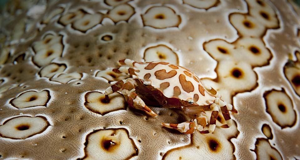 海参背上的圆球光背蟹(© Stephen Frink/Lifesize/Getty Images) ©) - 2012/03/13 海参背上的圆球光背蟹(© Stephen Frink/Lifesize/Getty Images) ©) - 2012/03/13