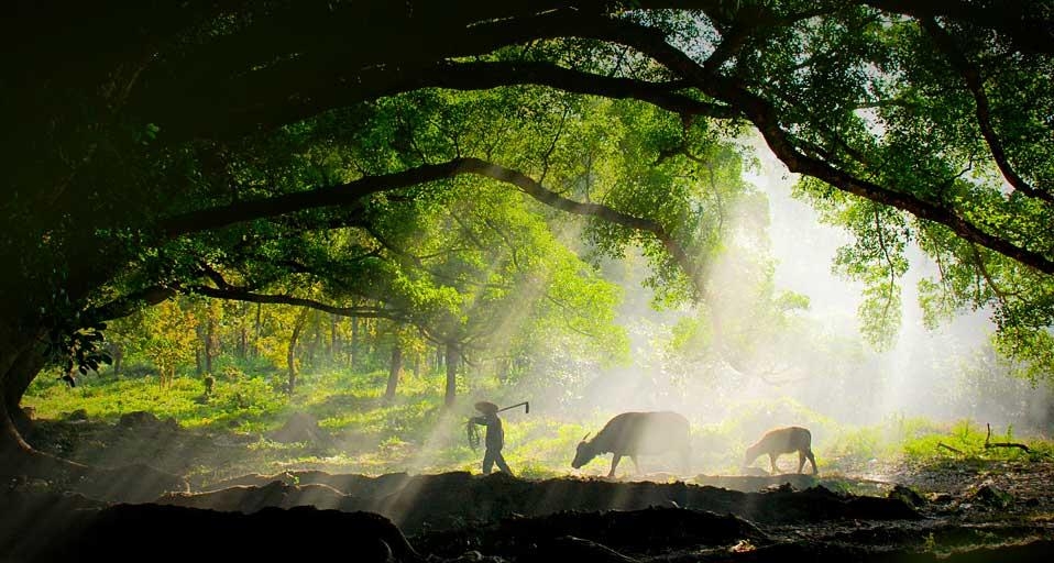 带着耕牛前去工作的农夫(© Chuteiklim ARPS, Hon FPSS/Flickr/Getty Images) ©) - 2012/04/19 带着耕牛前去工作的农夫(© Chuteiklim ARPS, Hon FPSS/Flickr/Getty Images) ©) - 2012/04/19