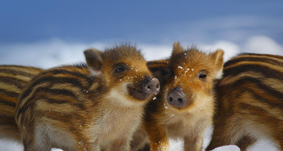 德国石荷州的野生小猪(© Gerhard Schulz/age fotostock) ©) - 2012/04/23 德国石荷州的野生小猪(© Gerhard Schulz/age fotostock) ©) - 2012/04/23