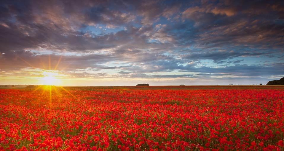 夕阳照耀下的罂粟花海(© Anthony Spencer/Getty Images) ©) - 2012/04/24 夕阳照耀下的罂粟花海(© Anthony Spencer/Getty Images) ©) - 2012/04/24