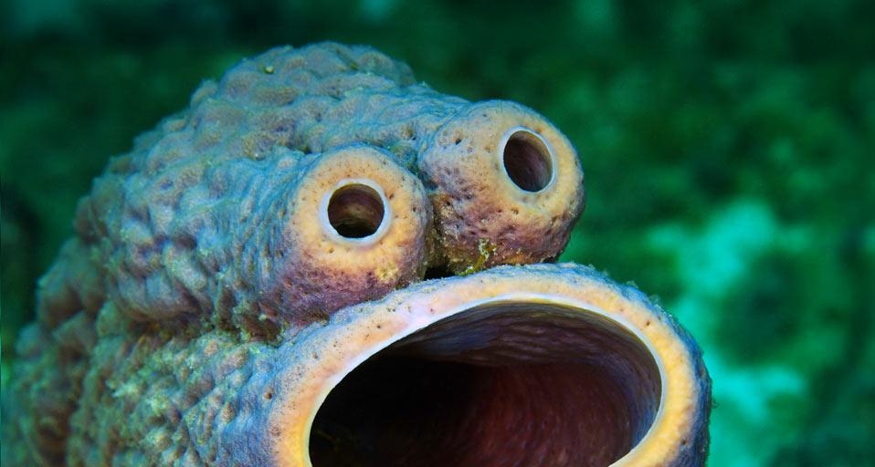 炉管海绵形成的天然脸(© Mauricio Handler/Corbis) ©) - 2012/04/27 炉管海绵形成的天然脸(© Mauricio Handler/Corbis) ©) - 2012/04/27