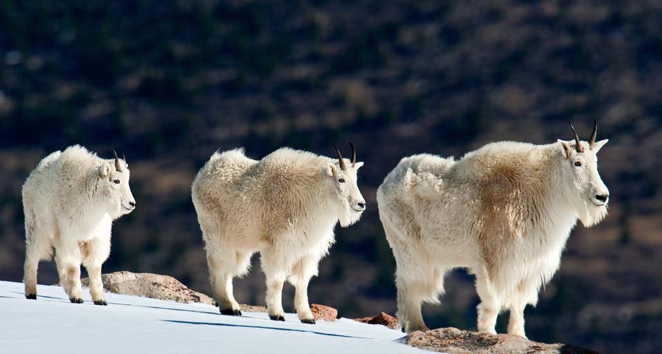 科罗拉多州落基山脉的落基山羊(© David Courtenay/Getty Images) ©) - 2012/05/03 科罗拉多州落基山脉的落基山羊(© David Courtenay/Getty Images) ©) - 2012/05/03