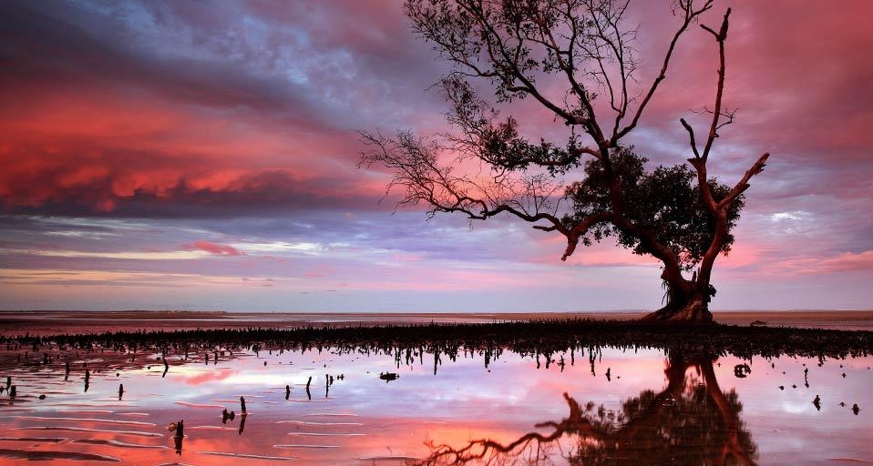 布里斯班潮汐区的红树(© visionandimagination.com/Getty Images) ©) - 2012/05/18 布里斯班潮汐区的红树(© visionandimagination.com/Getty Images) ©) - 2012/05/18