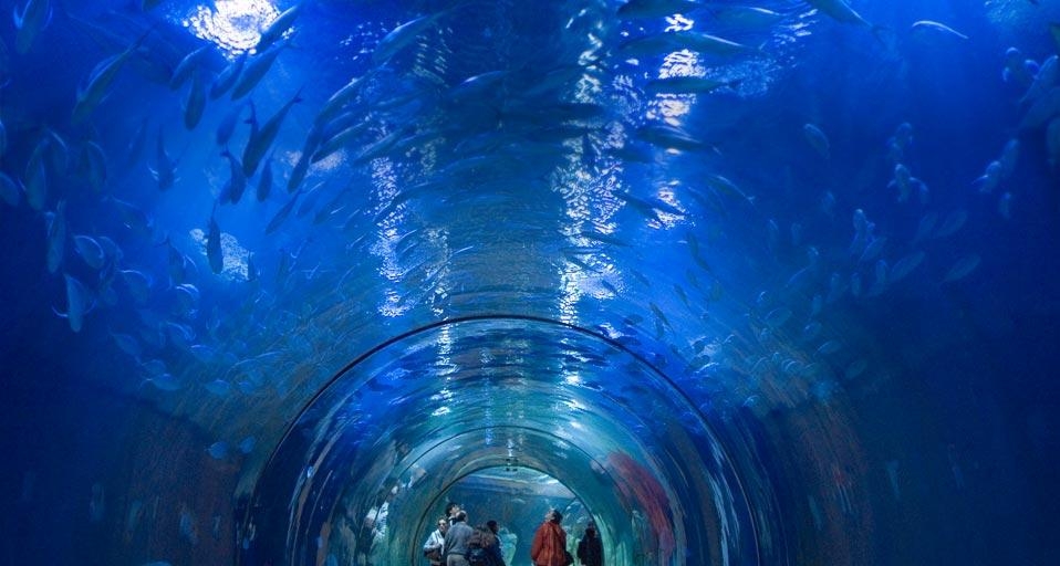 西班牙瓦伦西亚的水族馆(© Rudi Sebastian/plainpicture) ©) - 2012/06/12 西班牙瓦伦西亚的水族馆(© Rudi Sebastian/plainpicture) ©) - 2012/06/12