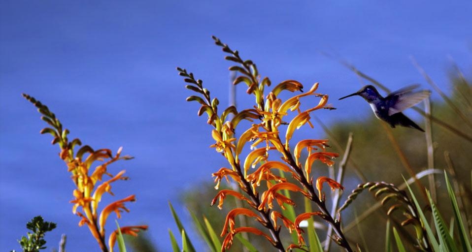 吸食花蜜的蜂鸟(© Kennan Ward/Footage Search) ©) - 2012/06/24 吸食花蜜的蜂鸟(© Kennan Ward/Footage Search) ©) - 2012/06/24