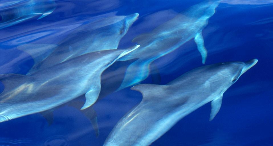 大西洋亚速尔群岛附近的海豚(© Wil Meinderts/Corbis) ©) - 2012/06/29 大西洋亚速尔群岛附近的海豚(© Wil Meinderts/Corbis) ©) - 2012/06/29