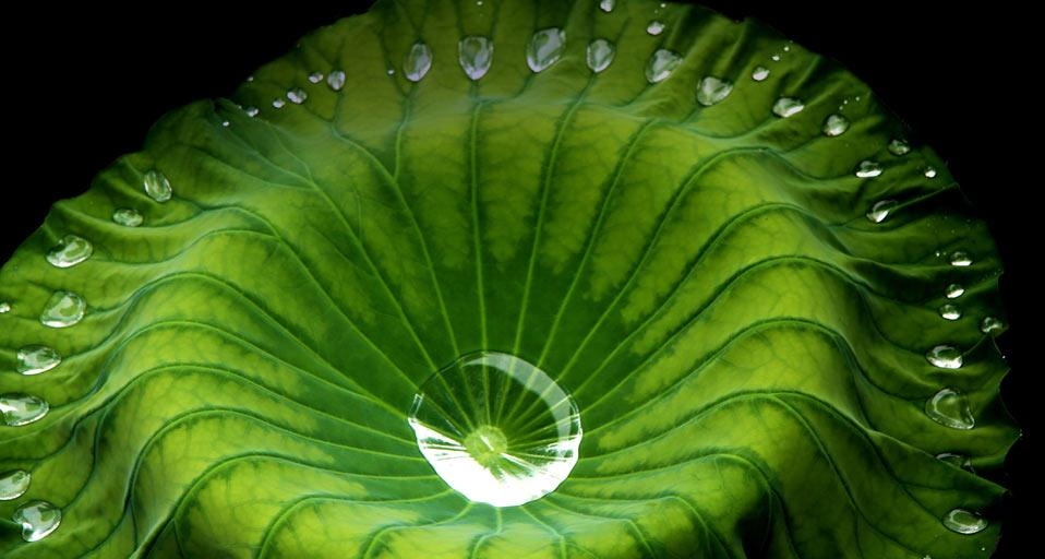 荷叶(© Lan Yin/photo contest) ©) - 2012/07/06 荷叶(© Lan Yin/photo contest) ©) - 2012/07/06