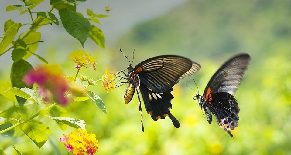 飞行中的凤蝶(© Lawren/Flickr/Getty Images) ©) - 2012/07/11 飞行中的凤蝶(© Lawren/Flickr/Getty Images) ©) - 2012/07/11