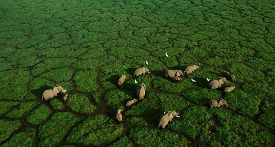 肯尼亚安波塞利国家公园的大象(© George Steinmetz/Corbis) ©) - 2012/07/17 肯尼亚安波塞利国家公园的大象(© George Steinmetz/Corbis) ©) - 2012/07/17