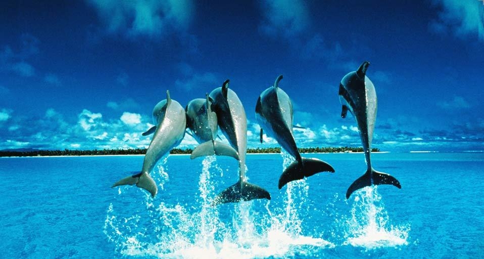 飞跃出水面的海豚(© Paolo Curto/The Image Bank/Getty Images) ©) - 2012/07/21 飞跃出水面的海豚(© Paolo Curto/The Image Bank/Getty Images) ©) - 2012/07/21