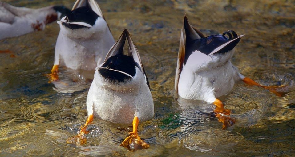 德国萨克森州三只将头埋在水中的雁鸭(© S Meyers/Blickwinkel/age fotostock) ©) - 2012/08/23 德国萨克森州三只将头埋在水中的雁鸭(© S Meyers/Blickwinkel/age fotostock) ©) - 2012/08/23