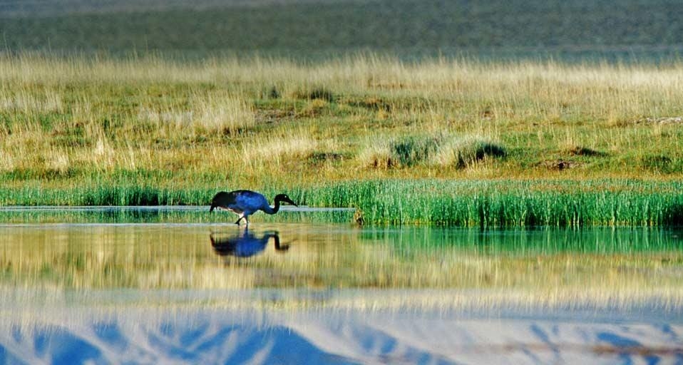肃北盐池湾国家级自然保护区内的黑颈鹤(© Ma Xiaobo Photography China/Corbis) ©) - 2012/08/27 肃北盐池湾国家级自然保护区内的黑颈鹤(© Ma Xiaobo Photography China/Corbis) ©) - 2012/08/27