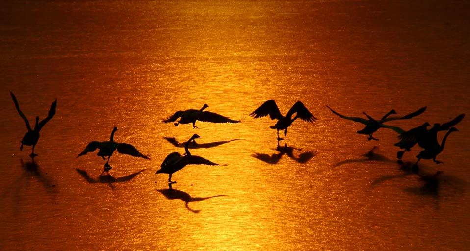 河南省三门峡黄河湿地自然保护区内的白天鹅(© Zhu Xiang/Xinhua Press/Corbis) ©) - 2012/09/06 河南省三门峡黄河湿地自然保护区内的白天鹅(© Zhu Xiang/Xinhua Press/Corbis) ©) - 2012/09/06