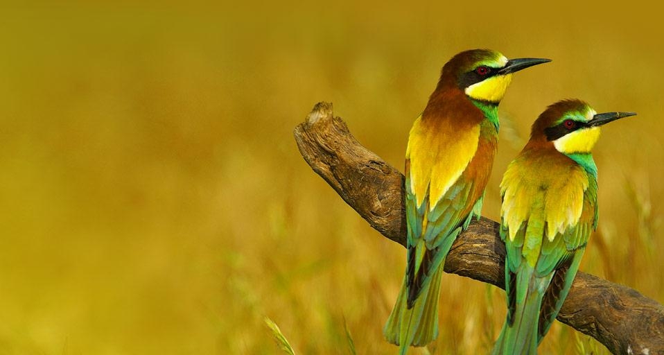 西班牙马拉加省的欧洲蜂虎(© José Antonio Moreno/age fotostock) ©) - 2012/09/14 西班牙马拉加省的欧洲蜂虎(© José Antonio Moreno/age fotostock) ©) - 2012/09/14