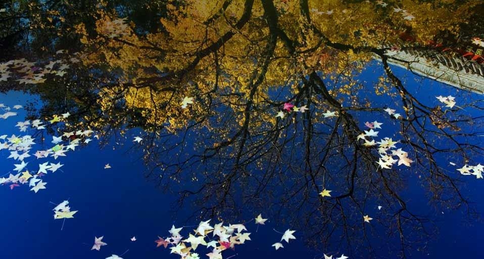 北京香山公园水池内的落叶(© Liu Xiaoyang/Alamy) ©) - 2012/09/20 北京香山公园水池内的落叶(© Liu Xiaoyang/Alamy) ©) - 2012/09/20