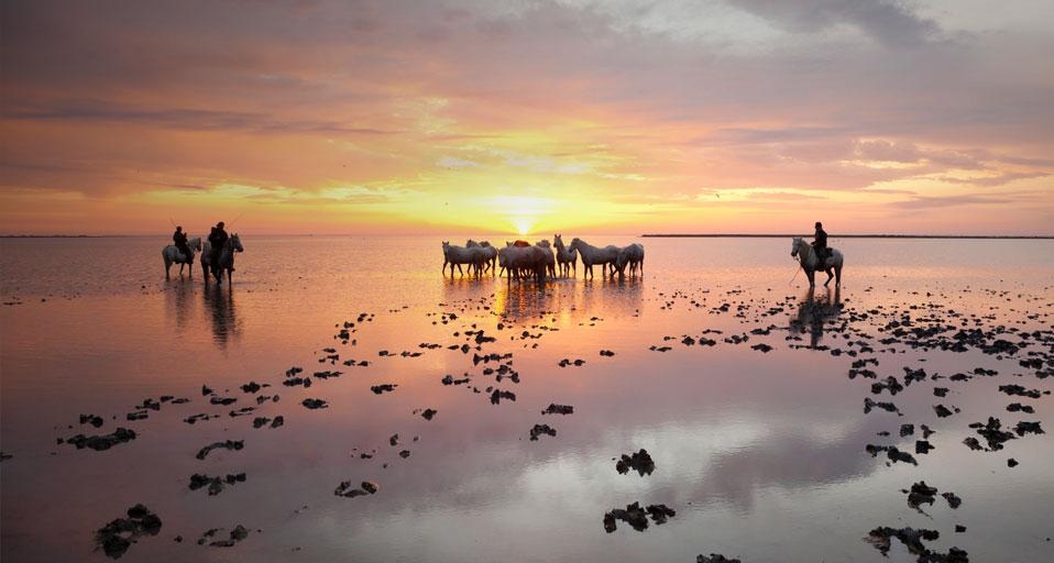 卡马尔格湿地的日出时分,牧马人与一群白马(© SIME/eStock Photo) ©) - 2012/09/28 卡马尔格湿地的日出时分,牧马人与一群白马(© SIME/eStock Photo) ©) - 2012/09/28