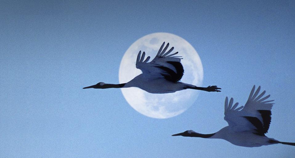 傍晚时分,飞过夜空的两只鹤(© Grant Faint/Digital Vision/Getty Images) ©) - 2012/09/29 傍晚时分,飞过夜空的两只鹤(© Grant Faint/Digital Vision/Getty Images) ©) - 2012/09/29