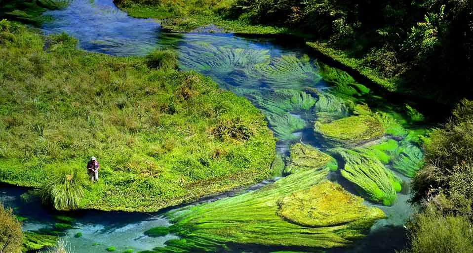 新西兰北岛的飞钓者(© David Lambroughton/age fotostock) ©) - 2012/10/02 新西兰北岛的飞钓者(© David Lambroughton/age fotostock) ©) - 2012/10/02