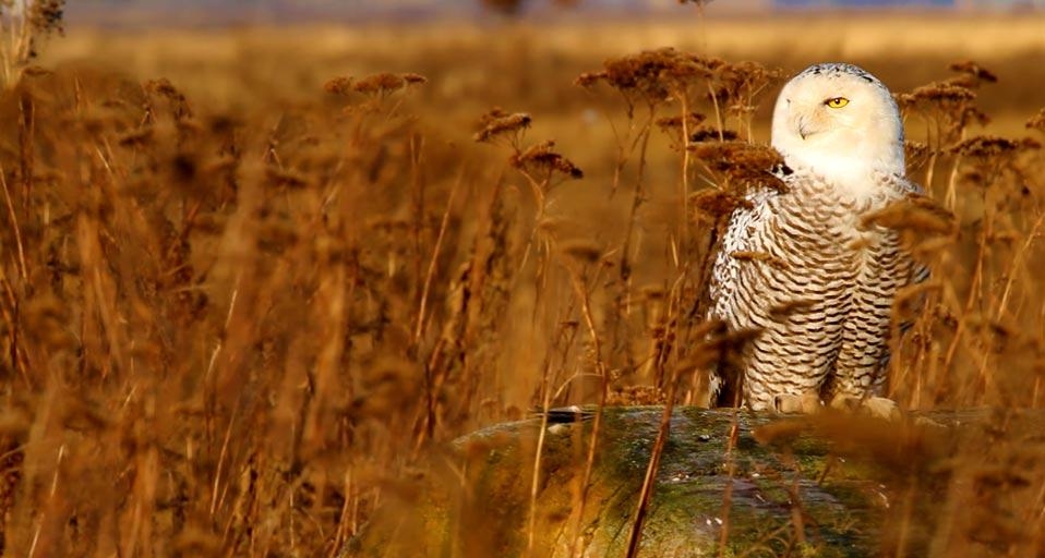 雪鸮(© Stephen Matera) ©) - 2012/10/11 雪鸮(© Stephen Matera) ©) - 2012/10/11