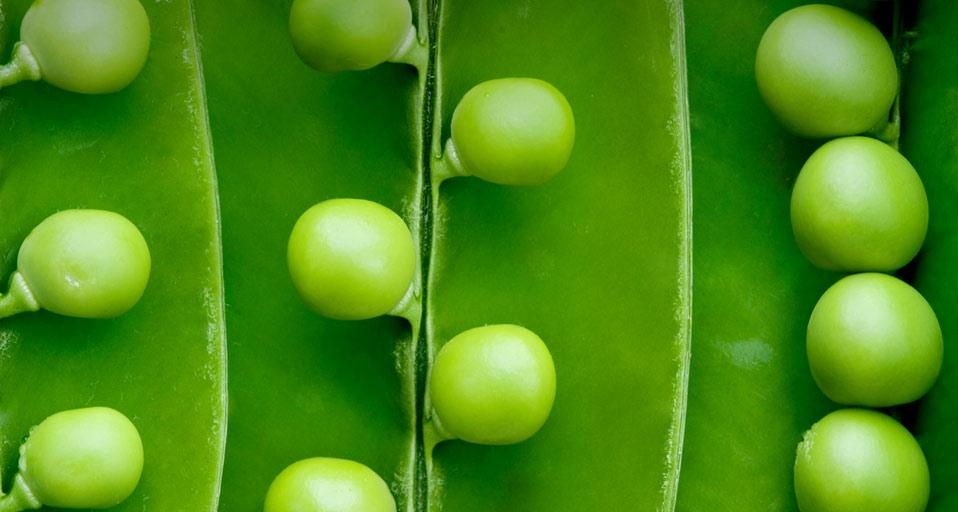 被剥开的豌豆荚(© Joanna Clegg/Flickr/Getty Images) ©) - 2012/10/29 被剥开的豌豆荚(© Joanna Clegg/Flickr/Getty Images) ©) - 2012/10/29