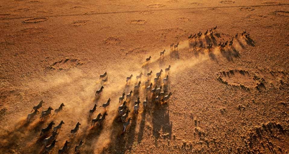 纳米比亚纳米布兰自然保护区内的斑马群(© George Steinmetz/Corbis) ©) - 2012/11/19 纳米比亚纳米布兰自然保护区内的斑马群(© George Steinmetz/Corbis) ©) - 2012/11/19