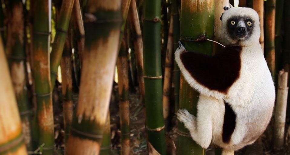 马达加斯加,竹子上的狐猴(© Olivier Leger/Getty Images) ©) - 2012/11/26 马达加斯加,竹子上的狐猴(© Olivier Leger/Getty Images) ©) - 2012/11/26