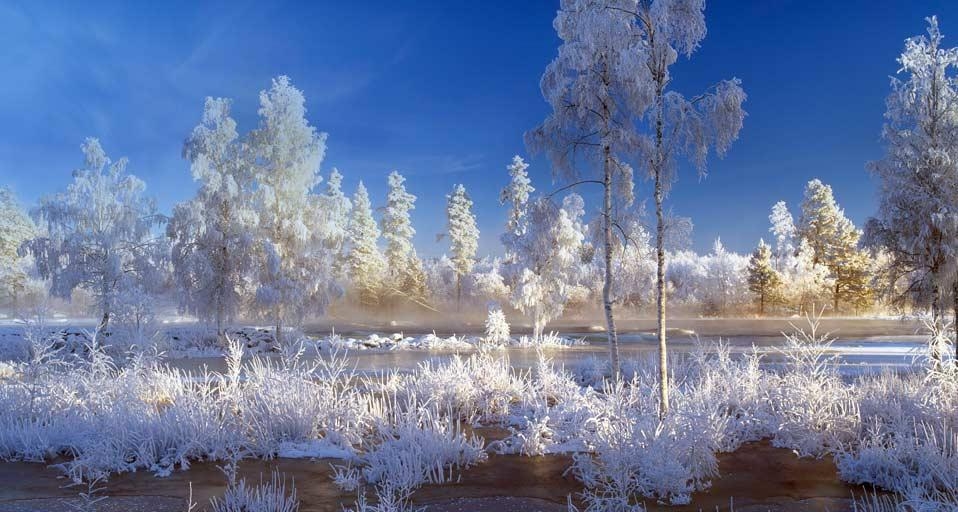 瑞典达拉纳,白雪覆盖着树木和植物(© Lars Dahlstršm/Aurora Photos) ©) - 2012/12/15 瑞典达拉纳,白雪覆盖着树木和植物(© Lars Dahlstršm/Aurora Photos) ©) - 2012/12/15