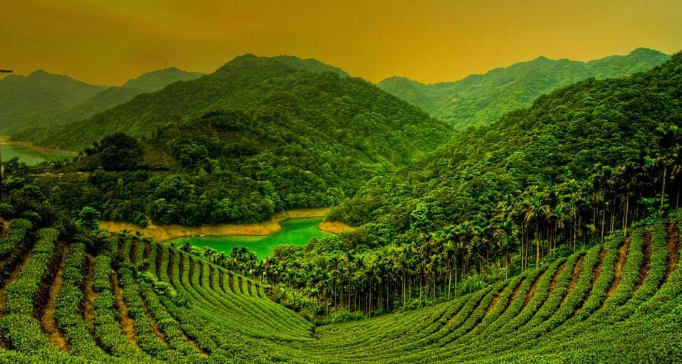 台湾岛台北县石碇乡的茶田(© Jung-Pang Wu/Flickr/Getty Images) ©) - 2012/12/26 台湾岛台北县石碇乡的茶田(© Jung-Pang Wu/Flickr/Getty Images) ©) - 2012/12/26