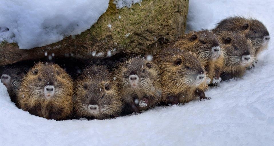 德国雪地中的海狸鼠(© Naturfoto-Online/Alamy) ©) - 2012/12/29 德国雪地中的海狸鼠(© Naturfoto-Online/Alamy) ©) - 2012/12/29