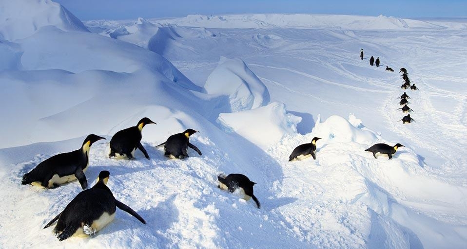 南极洲的帝企鹅,出水后腹部滑行(© Frans Lanting/Getty Images) ©) - 2013/01/19 南极洲的帝企鹅,出水后腹部滑行(© Frans Lanting/Getty Images) ©) - 2013/01/19