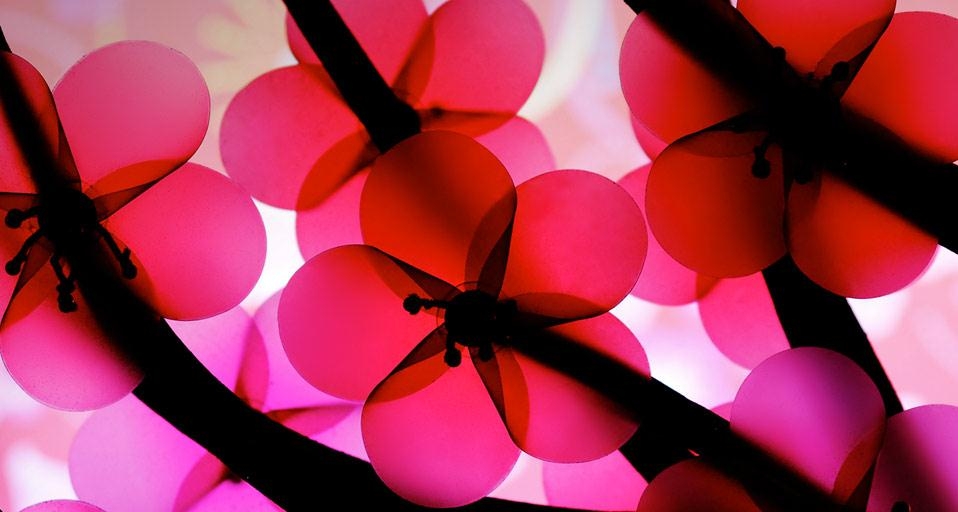 风车形状粉色与红色的花(© Jdnyim/Flickr Open/Getty Images) ©) - 2013/02/03 风车形状粉色与红色的花(© Jdnyim/Flickr Open/Getty Images) ©) - 2013/02/03