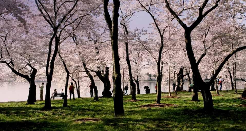 华盛顿特区潮汐湖旁的游人与樱花(© Stefan Zaklin/Corbis) ©) - 2013/03/19 华盛顿特区潮汐湖旁的游人与樱花(© Stefan Zaklin/Corbis) ©) - 2013/03/19
