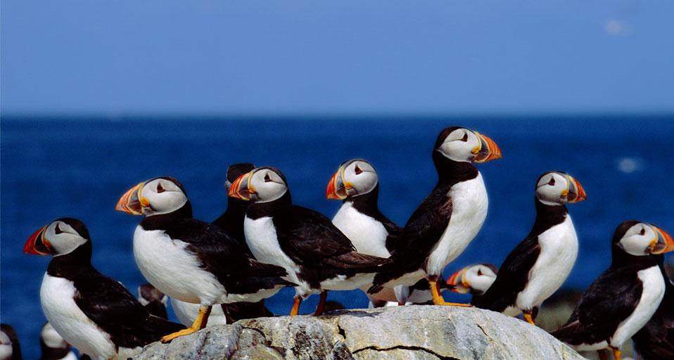法恩群岛的岩石峭壁上,一群正在休憩的海鹦(© Nature Picture Library/Britain On View/Getty Images) - 2013/04/17 法恩群岛的岩石峭壁上,一群正在休憩的海鹦(© Nature Picture Library/Britain On View/Getty Images) - 2013/04/17