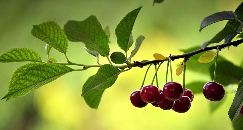 夏日果园中的有机酸樱桃(© Shobeir Ansari/Flickr Open/Getty Images) - 2013/04/19 夏日果园中的有机酸樱桃(© Shobeir Ansari/Flickr Open/Getty Images) - 2013/04/19
