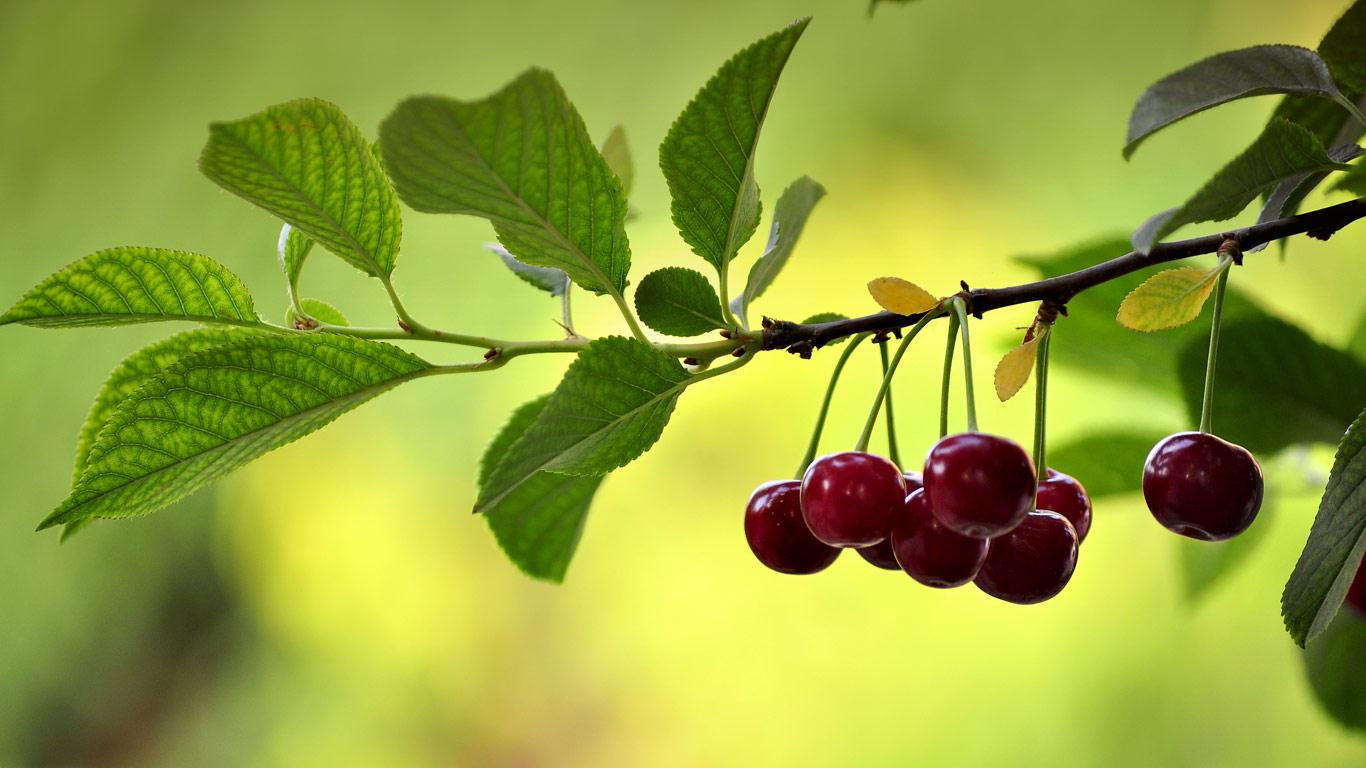 夏日果园中的有机酸樱桃(© Shobeir Ansari/Flickr Open/Getty Images) - 2013/04/20 夏日果园中的有机酸樱桃(© Shobeir Ansari/Flickr Open/Getty Images) - 2013/04/20