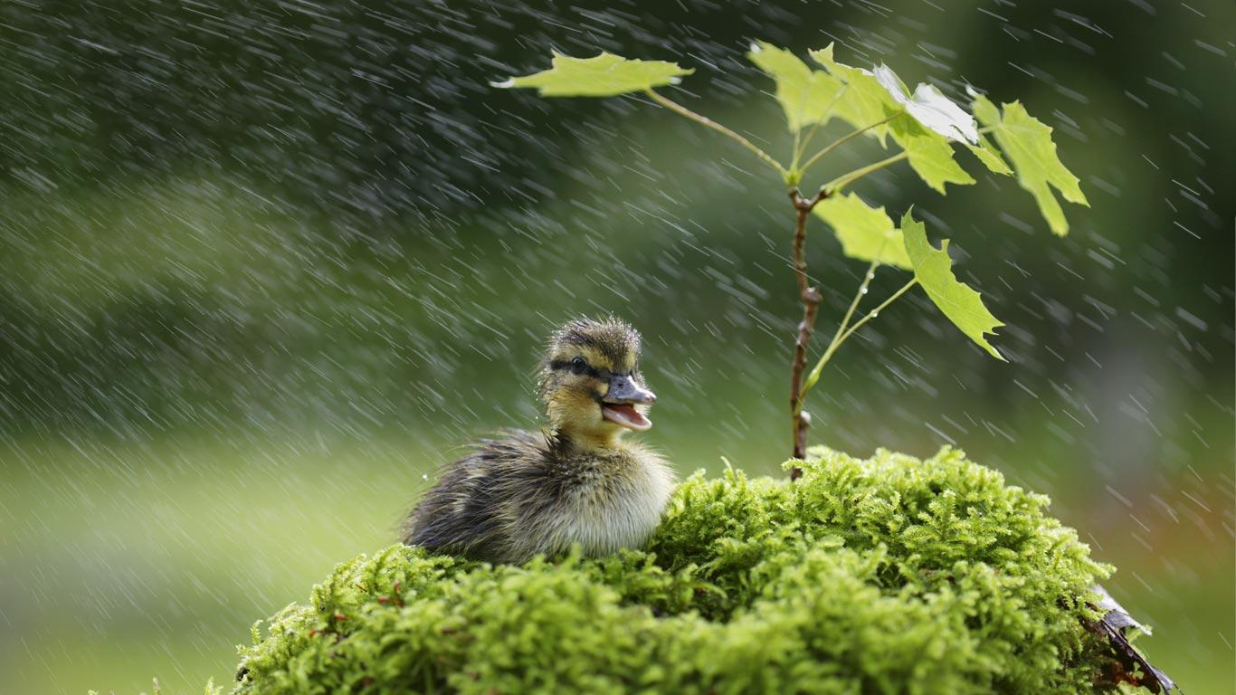 雨中的小鸭(© Nacivet/Photographers Choice/Getty Images) - 2013/05/26 雨中的小鸭(© Nacivet/Photographers Choice/Getty Images) - 2013/05/26