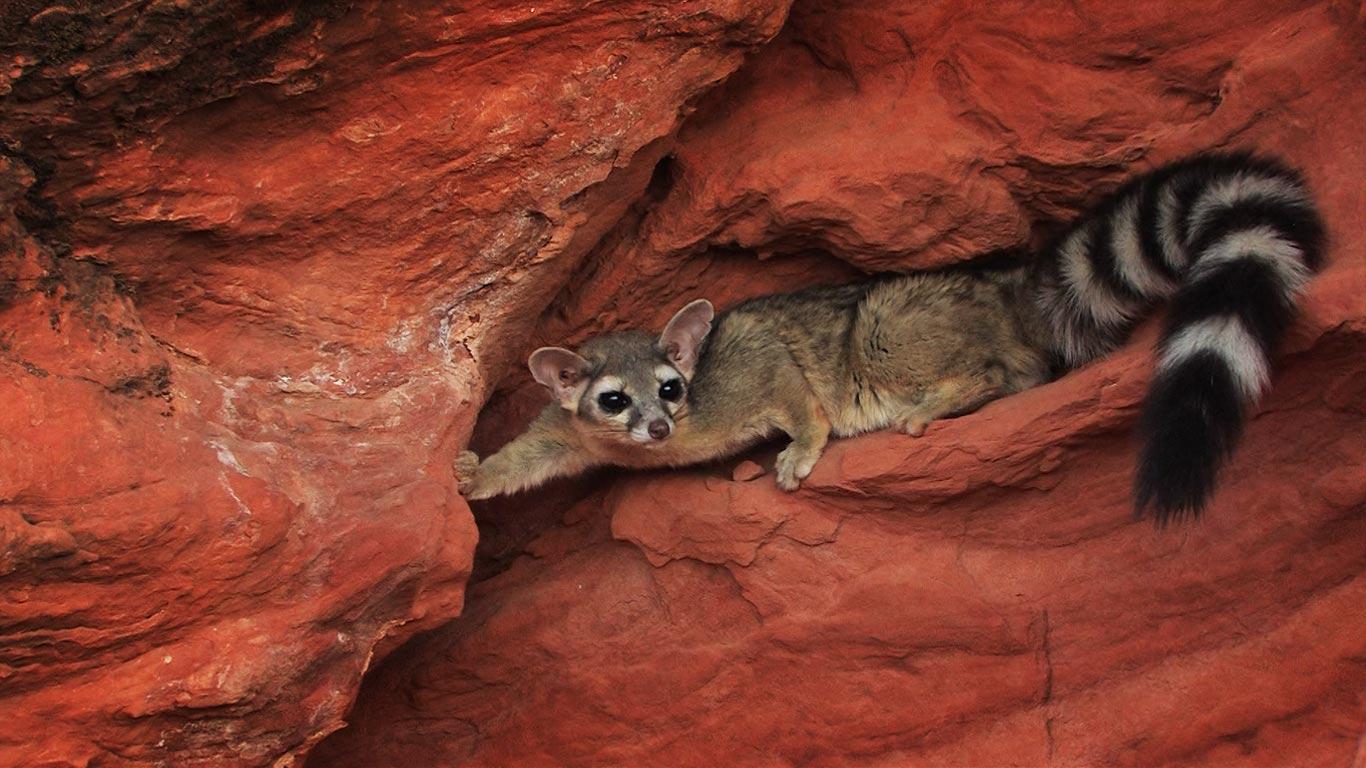 美国犹他州的环尾猫(© Getty Images) - 2013/07/01 美国犹他州的环尾猫(© Getty Images) - 2013/07/01