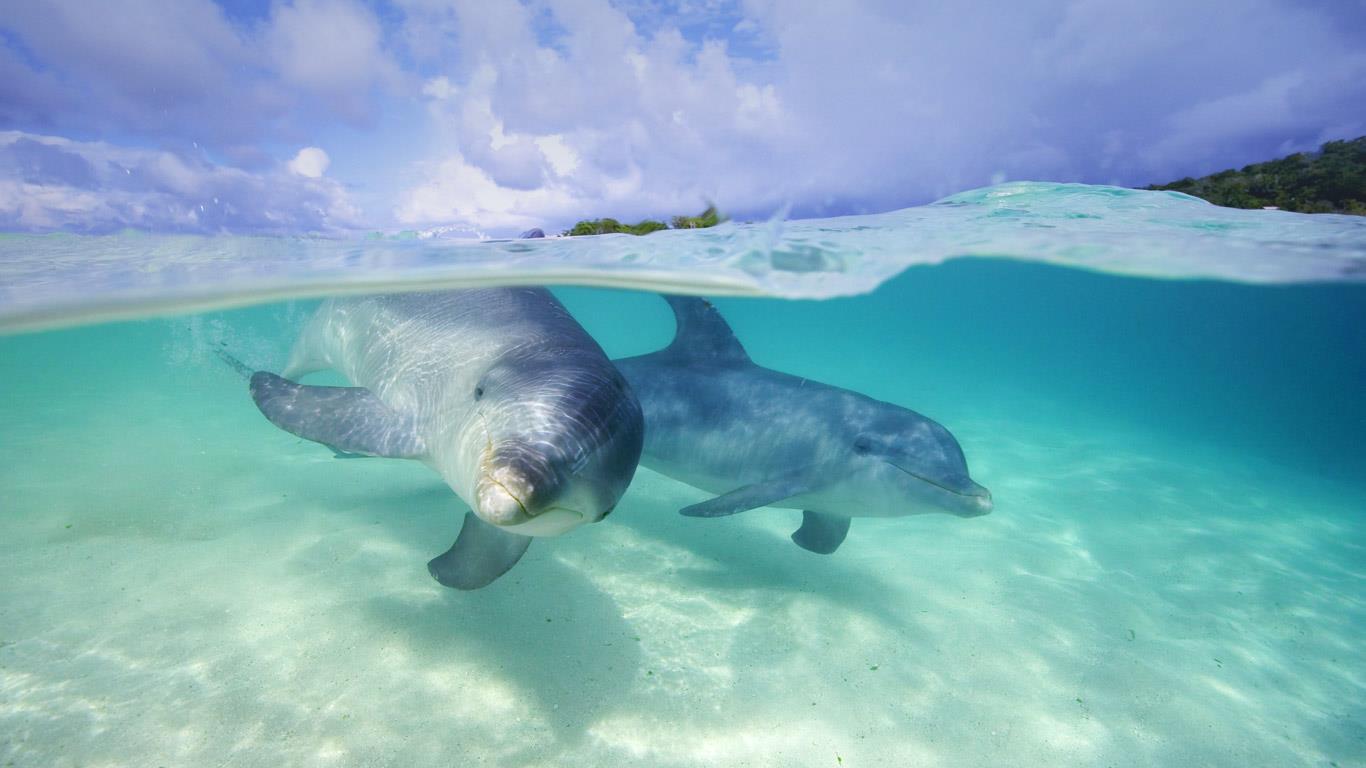水面下的宽吻海豚(© Stephen Frink/The Image Bank/Getty Images) - 2013/07/15 水面下的宽吻海豚(© Stephen Frink/The Image Bank/Getty Images) - 2013/07/15