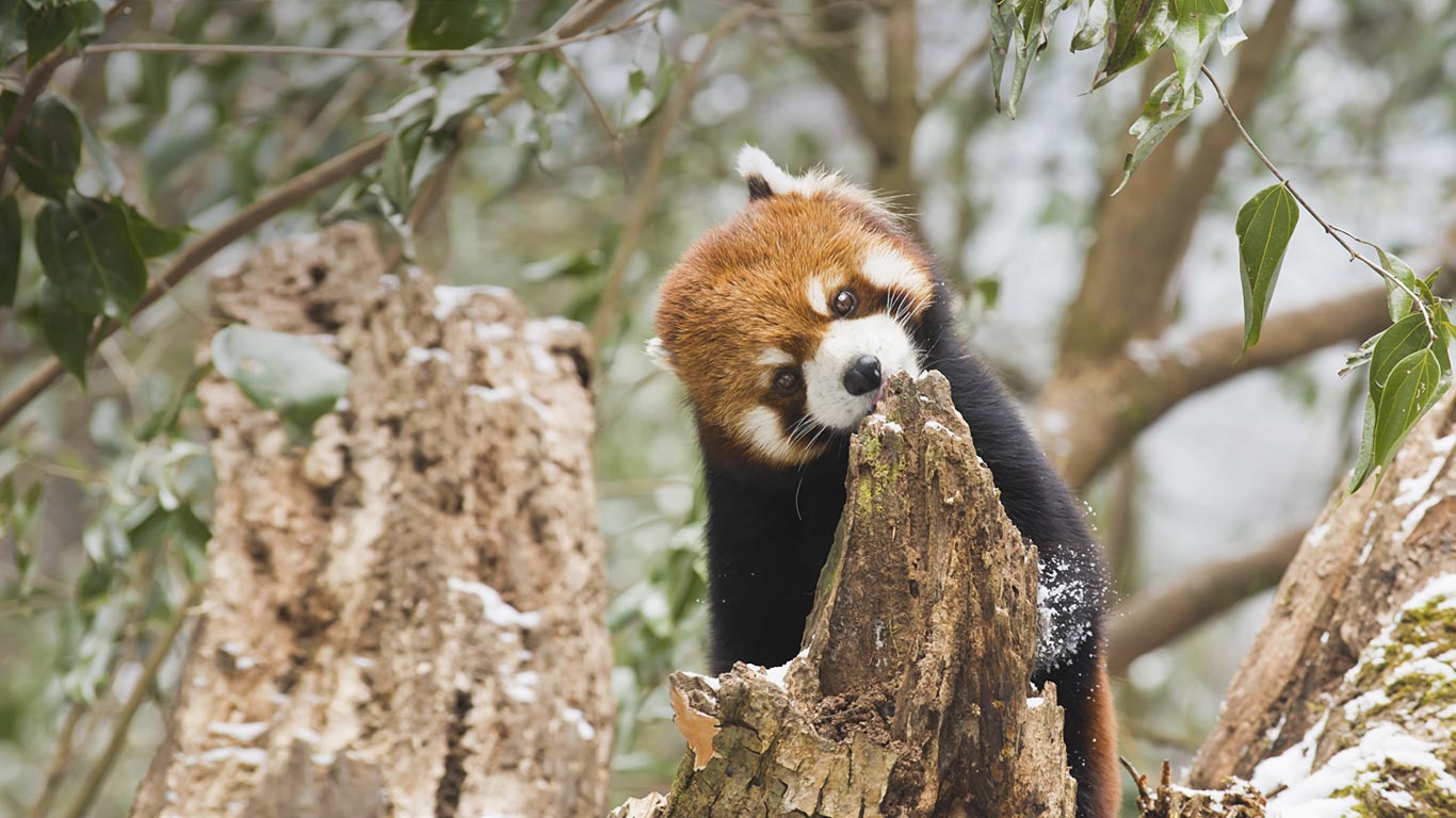 四川卧龙舔树皮的小熊猫(© Thomas Kokta/Peter Arnold Images/Photolibrary) - 2013/07/20 四川卧龙舔树皮的小熊猫(© Thomas Kokta/Peter Arnold Images/Photolibrary) - 2013/07/20