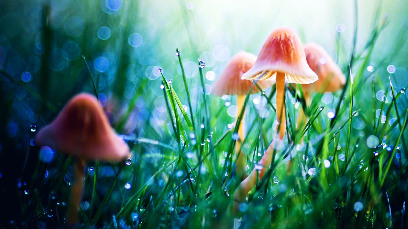微距拍摄的梦幻仙境,草地中的蘑菇与露珠(© Sylvia Cook Photography/Getty Images) - 2013/08/22 微距拍摄的梦幻仙境,草地中的蘑菇与露珠(© Sylvia Cook Photography/Getty Images) - 2013/08/22