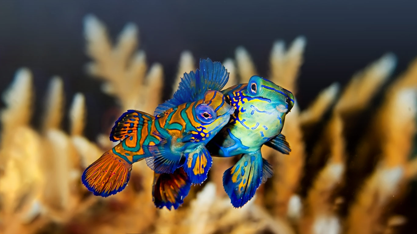 印尼布纳肯,一对亲密的麒麟鱼(鳜鱼)(© Martin Strmiska/Alamy) - 2013/08/28 印尼布纳肯,一对亲密的麒麟鱼(鳜鱼)(© Martin Strmiska/Alamy) - 2013/08/28