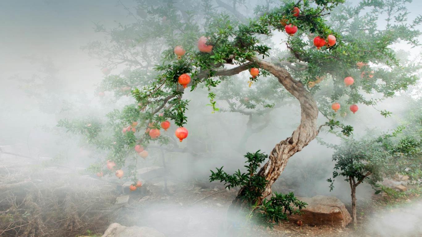 石榴树(© View Stock/Getty Images) - 2013/09/01 石榴树(© View Stock/Getty Images) - 2013/09/01