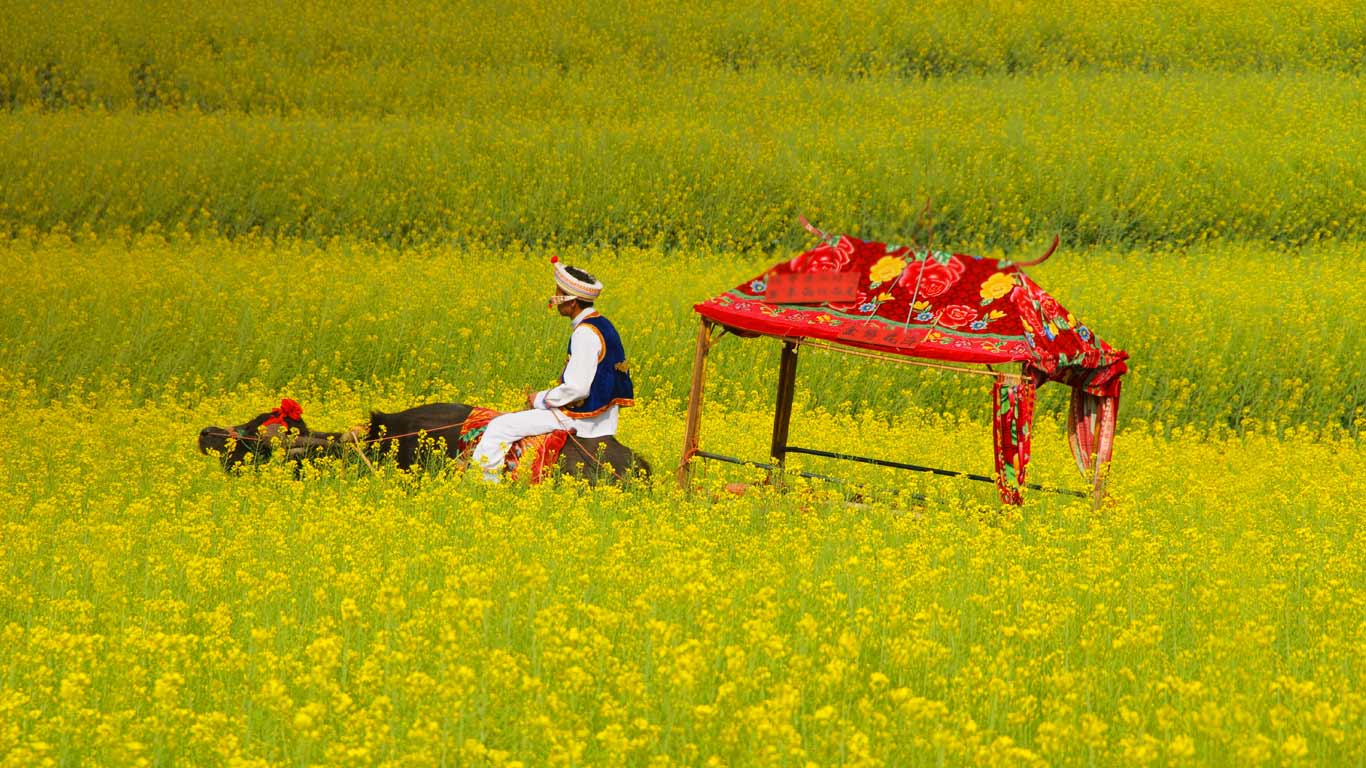 云南罗平,水牛车穿过盛开的油菜花田(© dave stamboulis/Alamy) - 2013/09/29 云南罗平,水牛车穿过盛开的油菜花田(© dave stamboulis/Alamy) - 2013/09/29