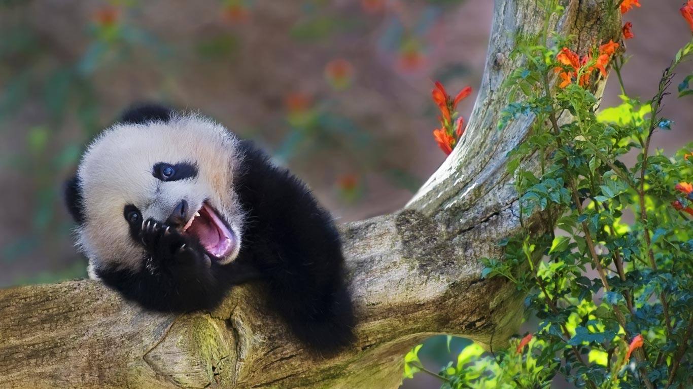 大熊猫宝宝惊喜的笑容(© Gary Vestal/Photographers Choice/Getty Images) - 2013/10/10 大熊猫宝宝惊喜的笑容(© Gary Vestal/Photographers Choice/Getty Images) - 2013/10/10