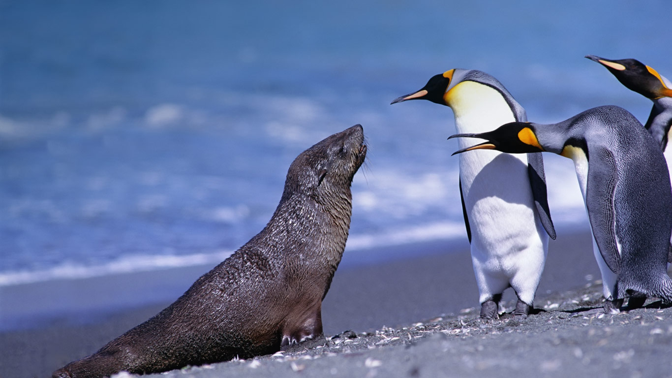 南乔治亚索尔兹伯里平原的国王企鹅和海狗(© Steve Bloom Images/Alamy) - 2013/10/14 南乔治亚索尔兹伯里平原的国王企鹅和海狗(© Steve Bloom Images/Alamy) - 2013/10/14